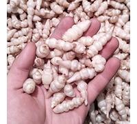 50 pezzi di verdure semi 1 sacchetto di crosne semi sicuri prolifici perenni semenzali di carciofo fresco per il giardino balcone Seme 1size