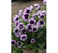 50 Pezzi Due Colori Rosso Bianco Univalve Geranio Perenne Fiore Pelargonium Peltatum per Ambienti Interni : 4