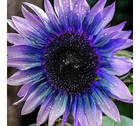 50 pièces Graine de Tournesol a Planter, Graines Fleurs à Semer, Graine a Planter, Graines Non-OGM de Fleurs Anciennes pour Jardin et Balcon (Violette)