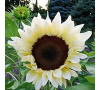 50 pièces Graine de Tournesol a Planter, Graines Fleurs à Semer, Graine a Planter, Graines Non-OGM de Fleurs Anciennes pour Jardin et Balcon (Blanc)