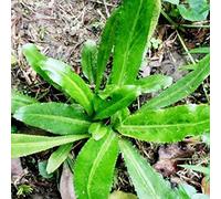 50 Pièces Graines de Culantro, Graine de Plantes Culantro, Graines d'Herbes Aromatiques à Semer, Graine de Coriandre pour Planter à Potager, Balcon et Jardin
