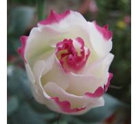 50 Pièces Graines d'Eustoma, Graine de Fleurs d'Eustoma, Graines Fleurs à Semer, Graine de Lisianthus pour Jardin et Balcon, Facile à Planter, Semences de Lisianthus, Belles Fleurs