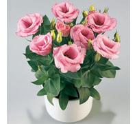 50 Pièces Graines d'Eustoma, Graines Fleurs à Semer, Graine de Fleurs d'Eustoma, Facile à Planter, Graine de Lisianthus pour Jardin et Balcon, Semences de Lisianthus, Belles Fleurs (Style L)
