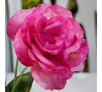 50 Pièces Graines d'Eustoma, Graines Fleurs à Semer, Graine de Fleurs d'Eustoma, Facile à Planter, Graine de Lisianthus pour Jardin et Balcon, Semences de Lisianthus, Belles Fleurs (Style C)