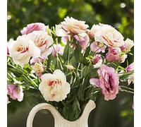 50 Pièces Graines d'Eustoma, Graines Fleurs à Semer, Graine de Fleurs d'Eustoma, Facile à Planter, Graine de Lisianthus pour Jardin et Balcon, Semences de Lisianthus, Belles Fleurs (Style E)