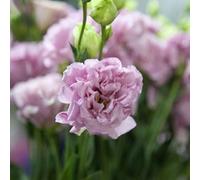 50 Pièces Graines d'Eustoma, Graines Fleurs à Semer, Graine de Fleurs d'Eustoma, Facile à Planter, Graine de Lisianthus pour Jardin et Balcon, Semences de Lisianthus, Belles Fleurs (Style F)