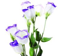 50 Pièces Graines d'Eustoma, Graines Fleurs à Semer, Graine de Fleurs d'Eustoma, Facile à Planter, Graine de Lisianthus pour Jardin et Balcon, Semences de Lisianthus, Belles Fleurs (Style G)