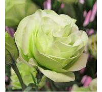 50 Pièces Graines d'Eustoma, Graines Fleurs à Semer, Graine de Fleurs d'Eustoma, Facile à Planter, Graine de Lisianthus pour Jardin et Balcon, Semences de Lisianthus, Belles Fleurs (Style M)