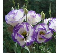 50 Pièces Graines d'Eustoma, Graines Fleurs à Semer, Graine de Fleurs d'Eustoma, Facile à Planter, Graine de Lisianthus pour Jardin et Balcon, Semences de Lisianthus, Belles Fleurs (Style H)