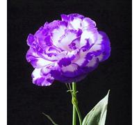 50 Pièces Graines d'Eustoma, Graines Fleurs à Semer, Graine de Fleurs d'Eustoma, Facile à Planter, Graine de Lisianthus pour Jardin et Balcon, Semences de Lisianthus, Belles Fleurs (Style A)