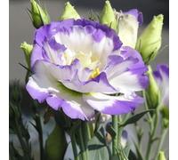 50 Pièces Graines d'Eustoma, Graines Fleurs à Semer, Graine de Fleurs d'Eustoma, Facile à Planter, Graine de Lisianthus pour Jardin et Balcon, Semences de Lisianthus, Belles Fleurs (Style K)