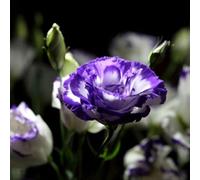 50 Pièces Graines d'Eustoma, Graines Fleurs à Semer, Graine de Fleurs d'Eustoma, Facile à Planter, Graine de Lisianthus pour Jardin et Balcon, Semences de Lisianthus, Belles Fleurs (Style B)