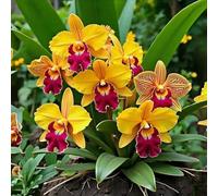 50 pièces Pack de Chrysanthèmes - Floraison durable, résistant au froid, plante à fleurs magnifique - Parfait pour une utilisation intérieure et extérieure en pot bois