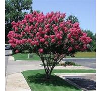 50 Semi - Semi Lagerstroemia albero (Lagerstroemia indica)
