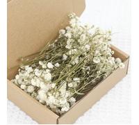 50 Tiges de Gypsophila Séchée - Fleurs Naturelles Baby's Breath Boutonnière et Corsage