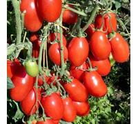 50 tomates San Marzano graines fraîches super délicieux