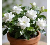 50 Unités de Jasmin Blanc Étoilé, Clôture et Jardinière, Élégance Céleste et Harmonie Délicate