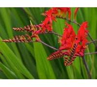 50 X RED CROCOSMIA LUCIFER SEEDS PERRENIAL: Only Seeds