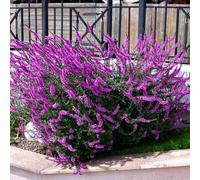 500 Buddleia Multicolores, Entrée et Véranda, Cascade Florale et Éclat Authentique Sans Entretien