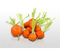 500 graines à semer - Le Grenier d'Abondance - CAROTTE Marché de Paris - Daucus Carota