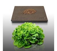 500 graines à semer - Le Grenier d'Abondance - LAITUE A COUPER Feuille de Chêne Blonde - Lactuca sativa