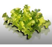 500 Graines À Semer - Le Grenier D'abondance - Laitue A Couper Feuille De Chêne Blonde - Lactuca Sativa