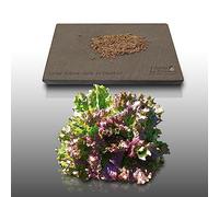 500 graines à semer - Le Grenier d'Abondance - LAITUE BATAVIA Gloire du Dauphine - Lactuca sativa