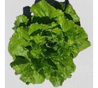 500 graines à semer - Le Grenier d'Abondance - LAITUE Batavia - Merveille de Verano - Lactuca sativa