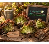 500 graines à semer - Le Grenier d'Abondance - LAITUE Brune d'hiver - Laitue Passion brune - Lactuca sativa