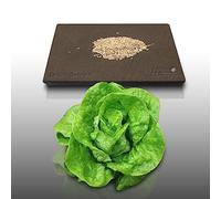 500 Graines à semer - Le Grenier d'Abondance - LAITUE GRASSE - Sucrine