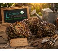 500 Graines à semer - Le Grenier d'Abondance - LAITUE POMMEE de Printemps et d'été - Merveille des 4 saisons