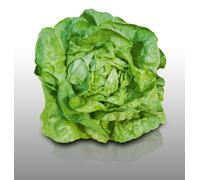 500 Graines À Semer - Le Grenier D'abondance - Laitue Pommee Kinemontepas - Lactuca Sativa