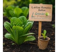 500 Graines à semer - Le Grenier d'Abondance - LAITUE ROMAINE - Romaine Ballon