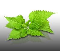 500 Graines À Semer - Le Grenier D'abondance - Ortie - Urtica Dioica