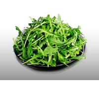 500 Graines À Semer - Le Grenier D'abondance - Roquette - Eruca Sativa