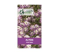 500 graines alysse violet queen lobularia maritima - tapis - fleurs rampantes