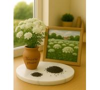 500 graines Ammi Majus Blanc - Ombrelles de Dentelle Blanches pour Bouquets Champêtres, Jardin et Polinisateurs - Fleur Jardin - 451