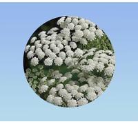 500 graines Ammi Majus Blanc - Ombrelles de Dentelle Blanches pour Bouquets Champêtres, Jardin et Polinisateurs