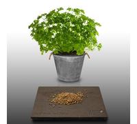 500 graines Aromatiques à semer - Le Grenier d'Abondance - PERSIL FRISE - Petroselinum crispum
