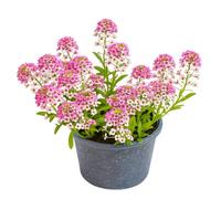 500 Graines d'Alysse Odorante Rosie O'Day (Lobularia maritima) - SemiSauvage Permaculture - graines reproductibles