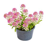 500 Graines d'Alysse Odorante Rosie O'Day (Lobularia maritima) - SemiSauvage Permaculture - graines reproductibles