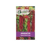 500 Graines d'Amarante Queue de Renard Rouge (Amaranthus caudatus) - Love-lies-bleeding - jardin spectaculaire - Facile à cultiver