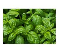 500 Graines de Basilic - plante aromatique - légumes jardin potager méthode BIO