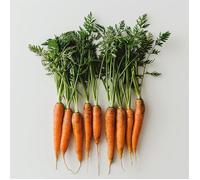 500 Graines de Carotte Nantaise - SemiSauvage Permaculture