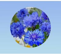 500 graines de centaurée des champs (bleuet) 'blue ball' - fleur sauvage bleu azur classique - annuelle et mellifère pour bouquets