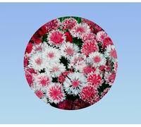 500 GRAINES DE CENTAURÉE DES CHAMPS 'ROSE SHADES' (Centaurea cyanus) - Nuances de Rose Vives - Fleur Sauvage Annuelle, Rustique et Mellifère
