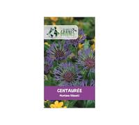 500 graines de centaurée des montagnes centaurea montana bleuet des montagnes fleur vivace mellifère bleu intense -