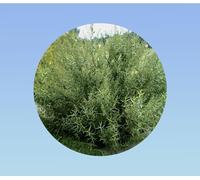 500 graines de Estragon de Russie - Artemisia dracunculoides.