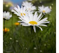 500 Graines de Grande Marguerite - fleurs plante vivace jardin - semences paysannes reproductibles - SemiSauvage