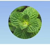 500 graines de menthe ronde/Menthe pomme/Round Leaved Mint - herbe aromatique - mentha rotunfolia -